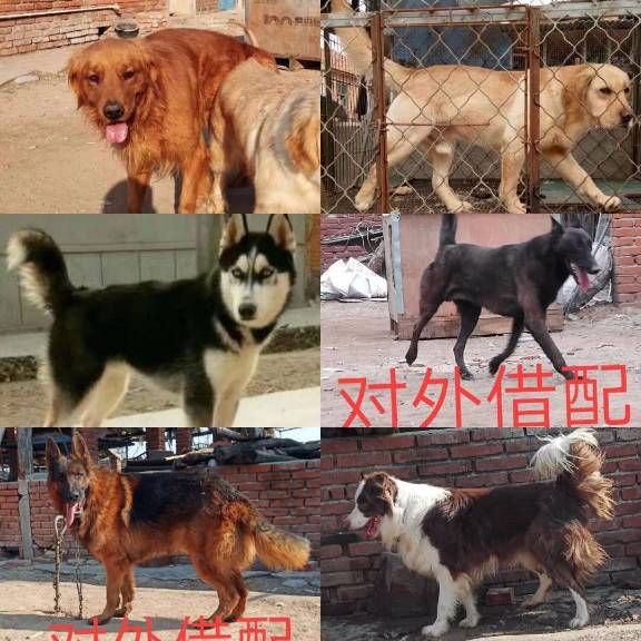 犬舍常年出售名犬.金毛,拉布拉多,哈士奇.马犬.边牧.等,对外借配